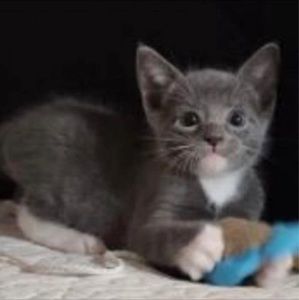 Meet your Posher, Crystal